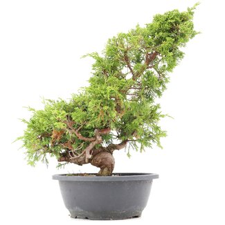 Juniperus chinensis Itoigawa, 36 cm, ± 20 jaar oud