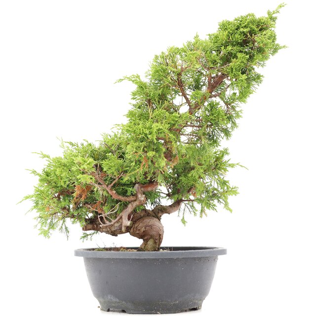 Juniperus chinensis Itoigawa, 36 cm, ± 20 anni, con interessanti jin e shari