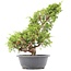 Juniperus chinensis Itoigawa, 36 cm, ± 20 jaar oud, met interessante jin en shari