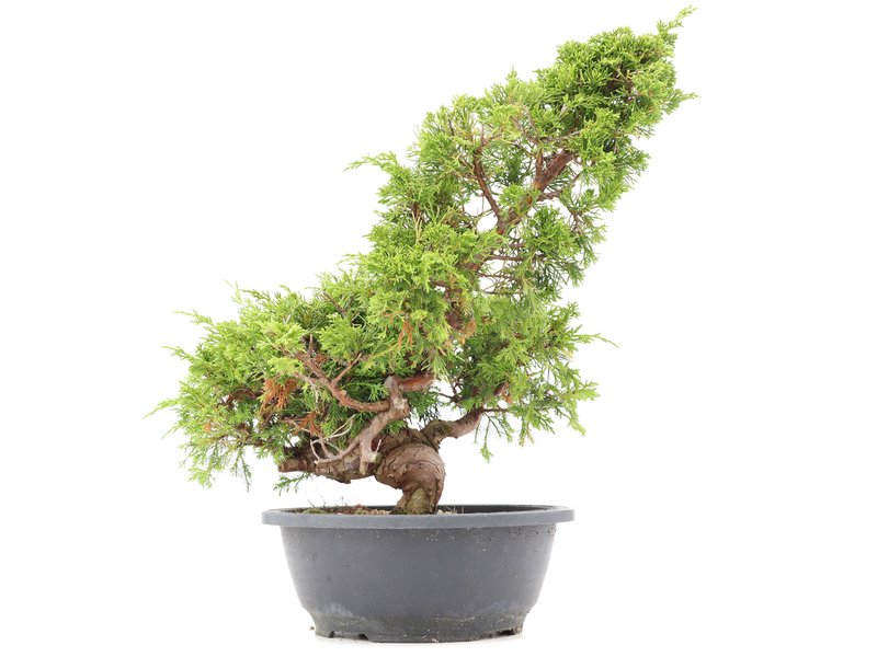 Juniperus chinensis Itoigawa, 36 cm, ± 20 jaar oud, met interessante jin en shari
