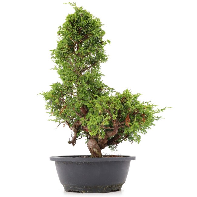 Juniperus chinensis Itoigawa, 36 cm, ± 20 jaar oud, met interessante jin en shari