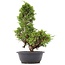 Juniperus chinensis Itoigawa, 36 cm, ± 20 anni, con interessanti jin e shari