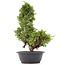 Juniperus chinensis Itoigawa, 36 cm, ± 20 años, con interesantes jin y shari