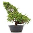 Juniperus chinensis Itoigawa, 36 cm, ± 20 anni, con interessanti jin e shari