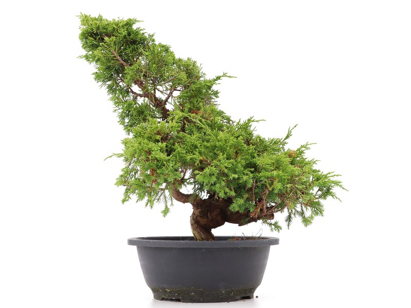 Juniperus chinensis Itoigawa, 36 cm, ± 20 Jahre alt, mit interessantem Jin und Shari