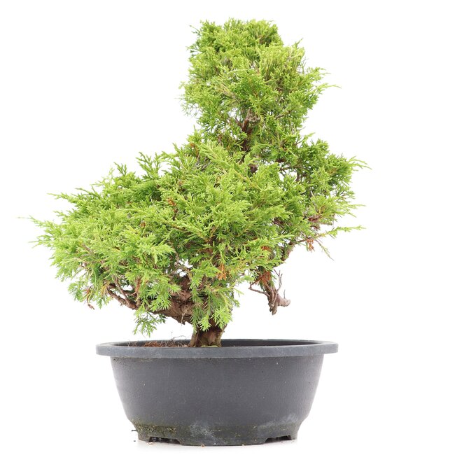 Juniperus chinensis Itoigawa, 36 cm, ± 20 ans, avec d'intéressants jin et shari