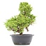 Juniperus chinensis Itoigawa, 36 cm, ± 20 años, con interesantes jin y shari