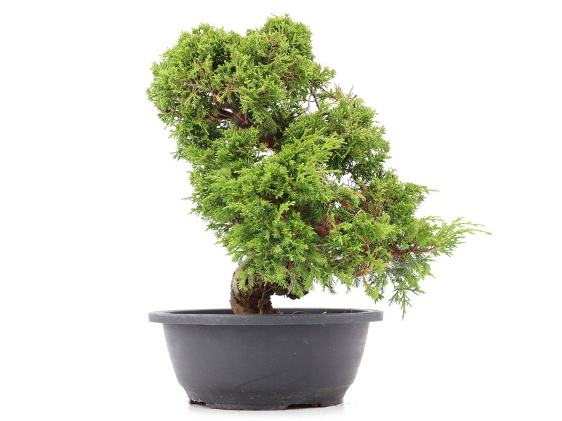 Juniperus chinensis Itoigawa, 29 cm, ± 20 jaar oud, met interessante jin en shari