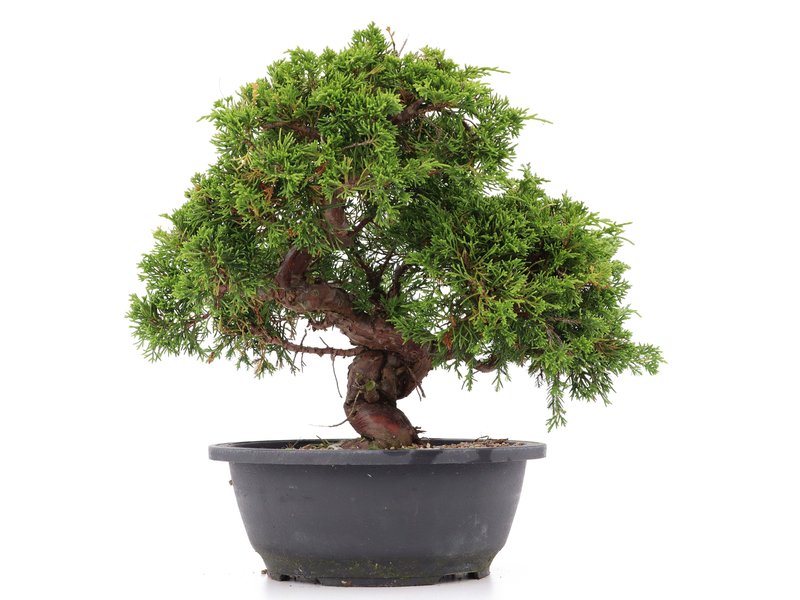 Juniperus chinensis Itoigawa, 28 cm, ± 20 jaar oud, met interessante jin en shari