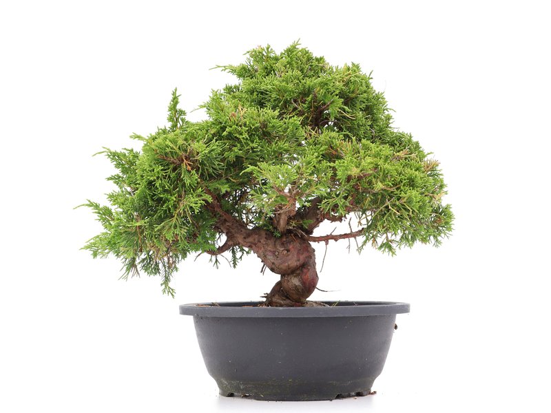 Juniperus chinensis Itoigawa, 28 cm, ± 20 Jahre alt, mit interessantem Jin und Shari