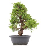 Juniperus chinensis Itoigawa, 33 cm, ± 20 jaar oud, met interessante jin en shari