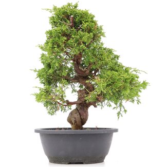 Juniperus chinensis Itoigawa, 33 cm, ± 20 años