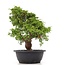 Juniperus chinensis Itoigawa, 33 cm, ± 20 jaar oud, met interessante jin en shari