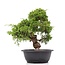 Juniperus chinensis Itoigawa, 33 cm, ± 20 jaar oud, met interessante jin en shari