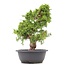 Juniperus chinensis Itoigawa, 33 cm, ± 20 años, con interesantes jin y shari