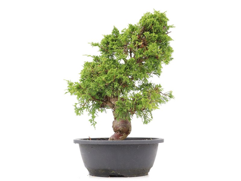 Juniperus chinensis Itoigawa, 33 cm, ± 20 Jahre alt, mit interessantem Jin und Shari