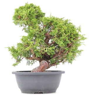 Juniperus chinensis Itoigawa, 32 cm, ± 20 años