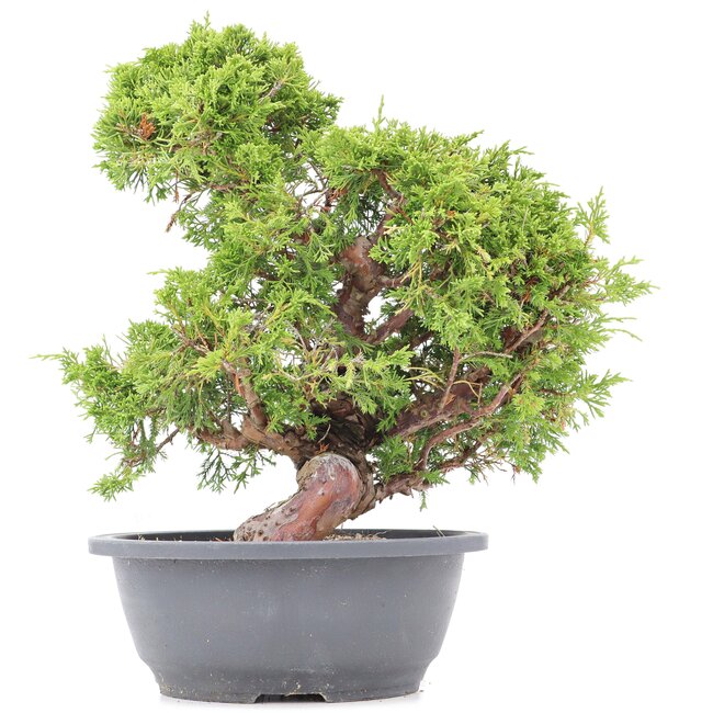 Juniperus chinensis Itoigawa, 32 cm, ± 20 jaar oud, met interessante jin en shari