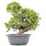 Juniperus chinensis Itoigawa, 32 cm, ± 20 años, con interesantes jin y shari