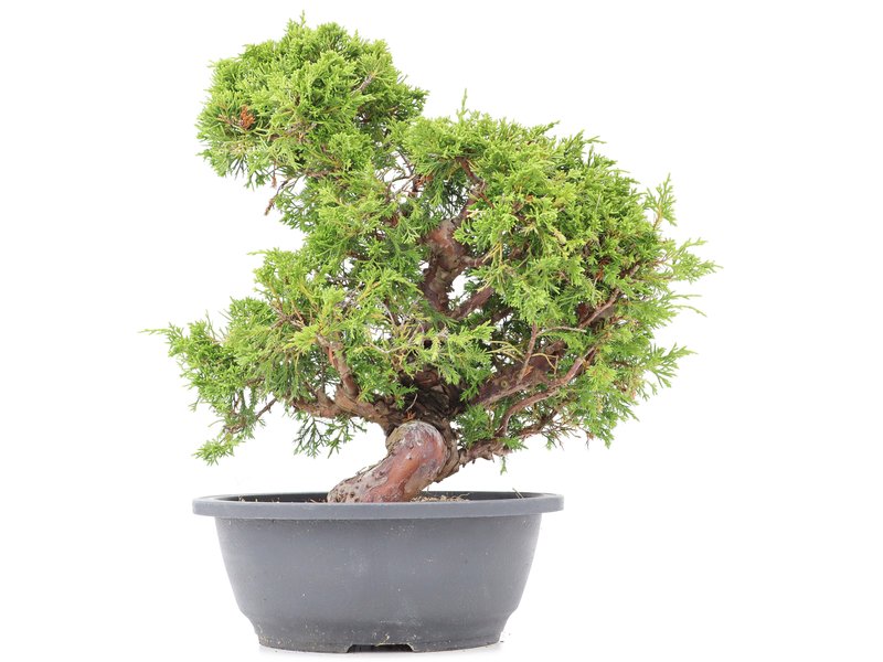 Juniperus chinensis Itoigawa, 32 cm, ± 20 jaar oud, met interessante jin en shari