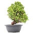 Juniperus chinensis Itoigawa, 32 cm, ± 20 jaar oud, met interessante jin en shari