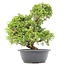 Juniperus chinensis Itoigawa, 32 cm, ± 20 años, con interesantes jin y shari