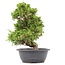 Juniperus chinensis Itoigawa, 32 cm, ± 20 años, con interesantes jin y shari