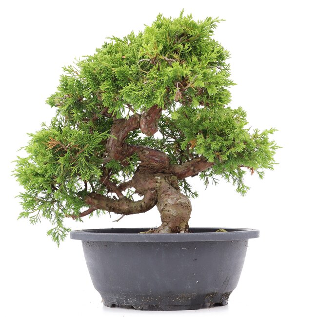 Juniperus chinensis Itoigawa, 25 cm, ± 20 Jahre alt, mit interessantem Jin und Shari