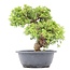 Juniperus chinensis Itoigawa, 25 cm, ± 20 jaar oud, met interessante jin en shari