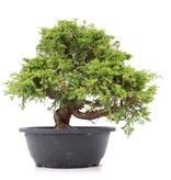 Juniperus chinensis Itoigawa, 25 cm, ± 20 Jahre alt, mit interessantem Jin und Shari