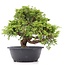 Juniperus chinensis Itoigawa, 25 cm, ± 20 jaar oud, met interessante jin en shari