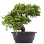 Juniperus chinensis Itoigawa, 25 cm, ± 20 jaar oud, met interessante jin en shari