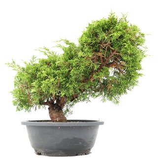 Juniperus chinensis Itoigawa, 28 cm, ± 20 jaar oud