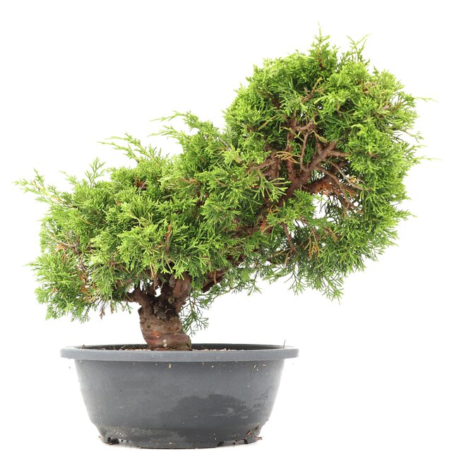 Juniperus chinensis Itoigawa, 28 cm, ± 20 Jahre alt, mit interessantem Jin und Shari