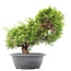 Juniperus chinensis Itoigawa, 28 cm, ± 20 jaar oud, met interessante jin en shari