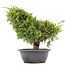 Juniperus chinensis Itoigawa, 28 cm, ± 20 años, con interesantes jin y shari