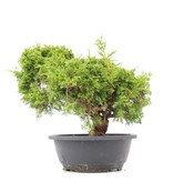 Juniperus chinensis Itoigawa, 28 cm, ± 20 jaar oud, met interessante jin en shari