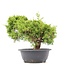 Juniperus chinensis Itoigawa, 28 cm, ± 20 años, con interesantes jin y shari