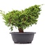 Juniperus chinensis Itoigawa, 28 cm, ± 20 años, con interesantes jin y shari