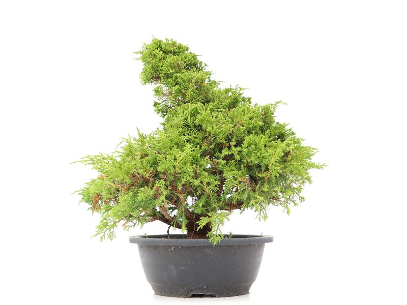 Juniperus chinensis Itoigawa, 34 cm, ± 20 Jahre alt, mit interessantem Jin und Shari