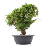 Juniperus chinensis Itoigawa, 29 cm, ± 20 Jahre alt, mit interessantem Jin und Shari