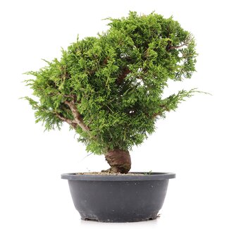 Juniperus chinensis Itoigawa, 29 cm, ± 20 anni