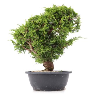 Juniperus chinensis Itoigawa, 29 cm, ± 20 años