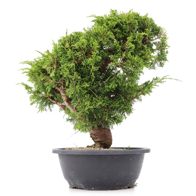 Juniperus chinensis Itoigawa, 29 cm, ± 20 jaar oud, met interessante jin en shari