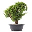 Juniperus chinensis Itoigawa, 29 cm, ± 20 anni, con interessanti jin e shari