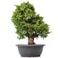 Juniperus chinensis Itoigawa, 29 cm, ± 20 años, con interesantes jin y shari