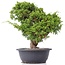 Juniperus chinensis Itoigawa, 29 cm, ± 20 jaar oud, met interessante jin en shari