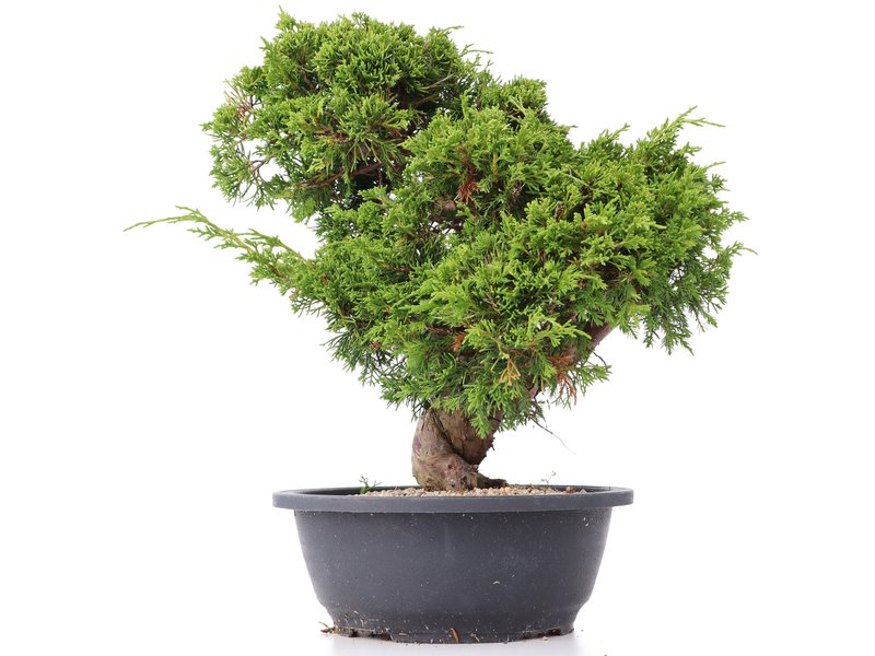Juniperus chinensis Itoigawa, 29 cm, ± 20 Jahre alt, mit interessantem Jin und Shari