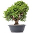 Juniperus chinensis Itoigawa, 29 cm, ± 20 jaar oud, met interessante jin en shari