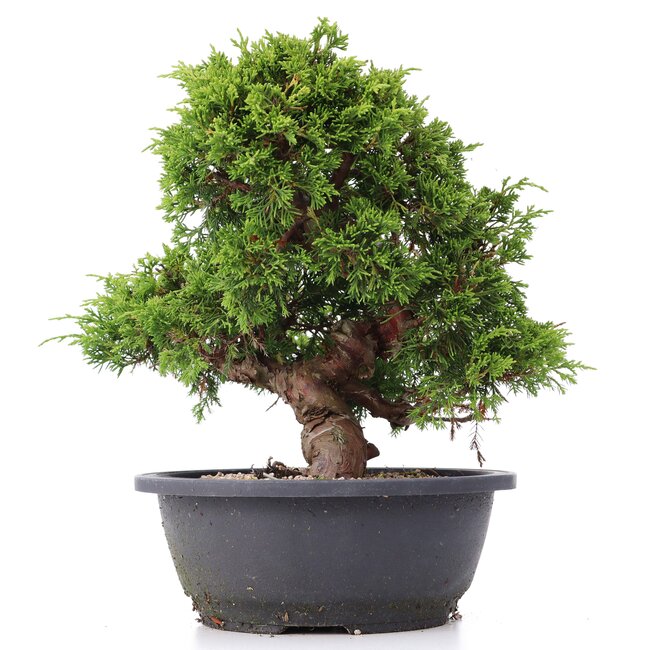 Juniperus chinensis Itoigawa, 25 cm, ± 20 años, con interesantes jin y shari